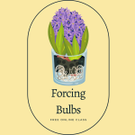 Forcing Bulbs Free Online Program. Picture of cartoon of hyacinth bulbs blooming