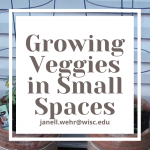Tomatoes growing in buckets; Text: Growing veggies in small spaces