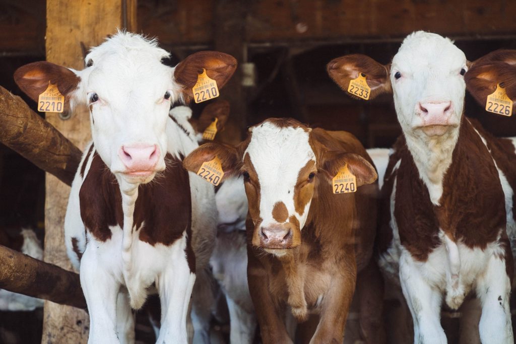 Three cows standing in a row. 