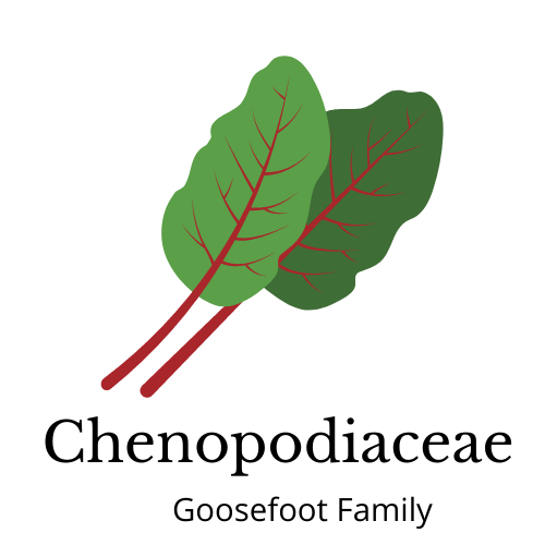 Picture of swiss chard. Text: Chenopodiaceae Goosefoot family
