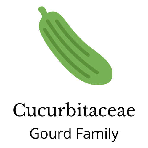 Picture of cucumber. Text says: Cucurbitacaea Gourd Family