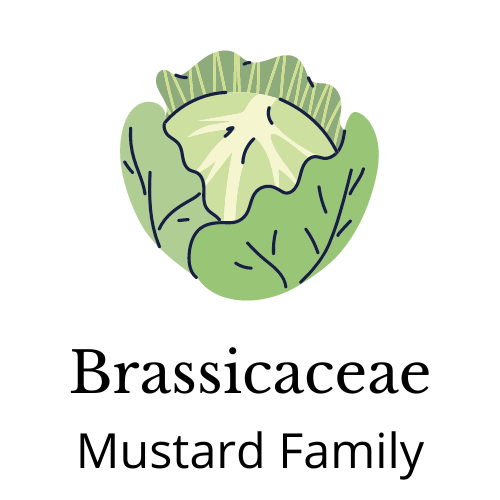 Pictured: Cabbage Text: Brassicaceae Mustard Family