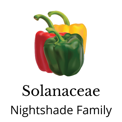 Picture of pepper. Text: Solanaceae Nightshade family