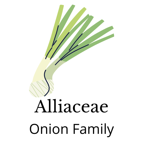 Picture of an onion. Text: Alliaceae Onion family