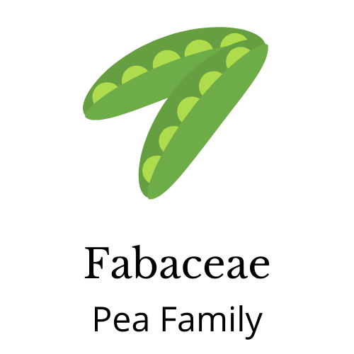Pictured: Peas. Text: Fabaceae Pea Family