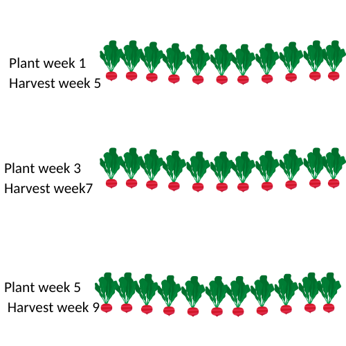 Three rows or radishes. The first row text: Plant week 1, harvest week 5. Second row text: Plant week 3, harvest week 7. Third row text: Plant week 5, harvest week 9.