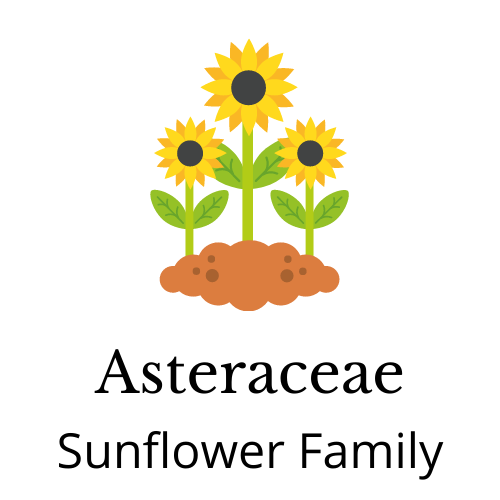 Picture of sunflower. Text: Asteraceae