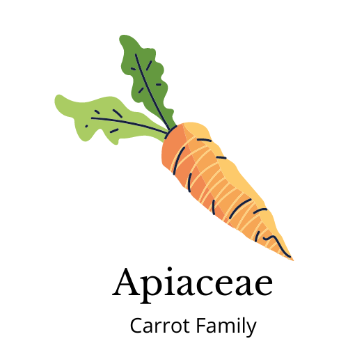 Picture of a carrot. Text: Apiaceae Carrot family