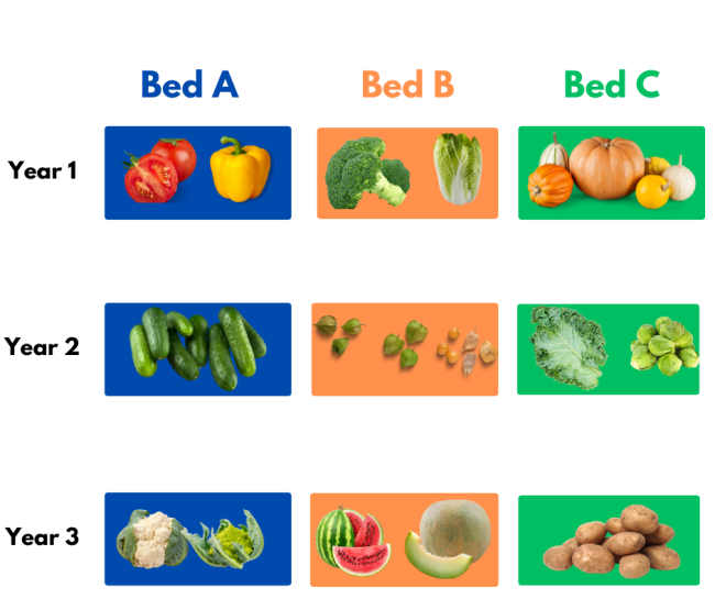 There are three rows. The rows are labeled Year 1, Year 2, Year 3. There are three columns, labeled Bed A, Bed, B, Bed C. 
Row 1, column 1 square: peppers and tomatoes. 
Row 1 column 2: brocolli and napa cabbage. Row 1 Column 3: pumpkins and squash. Row 2 column 1: cucumbers. Row 2 column 2: ground cherries. Row 2 column 3 kale and brussels sprouts. Row 3 column 1: cauliflower and Romanesco. Row 3 column 2: watermelon and honeydew. Row 3 column 3: potatoes