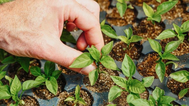 A hand holding a pepper seedling